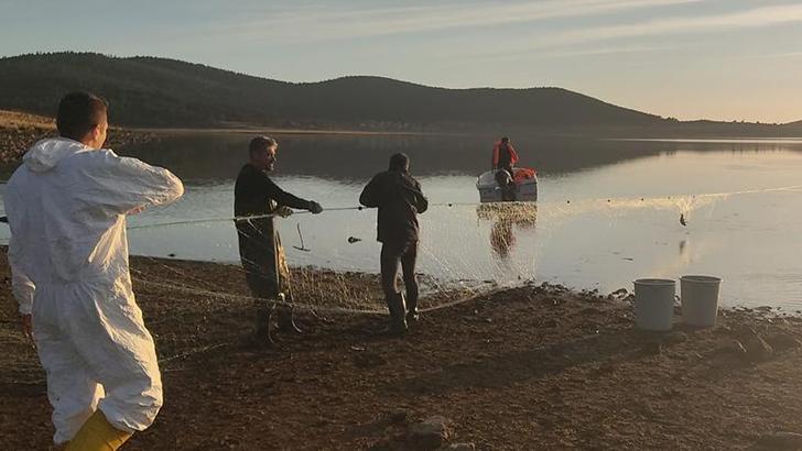 Hayalet ağa takılan 500 balık, canlı olarak kurtarıldı