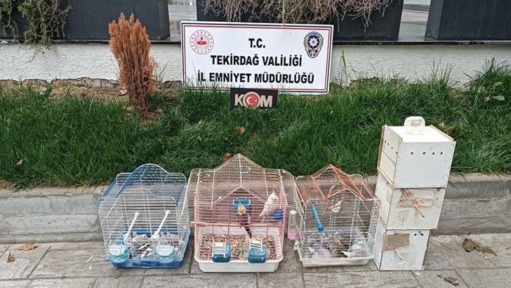 Tekirdağ'da yasa dışı yollarla getirilip üretimi yapılan 7 papağan ve 45 kumru ele geçirildi