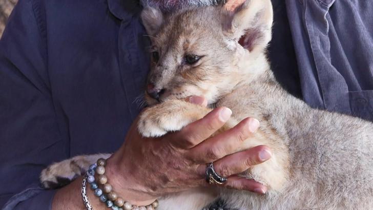 İstanbul - Tuzla'da denetimde ele geçirilen yavru aslana 'Hugo' adı verildi: 'Artık vatanı burası'