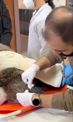 Yaralı bulunan bozayı, tedaviye alındı