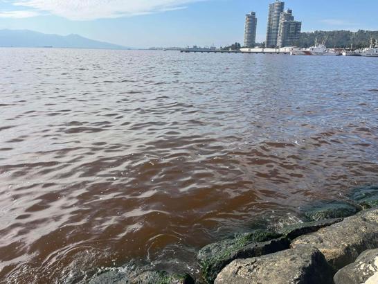 İzmir Körfezi'nde kötü koku sürüyor; denizin rengi kahverengiye döndü