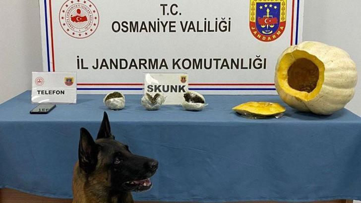 Bal kabağından uyuşturucu çıktı