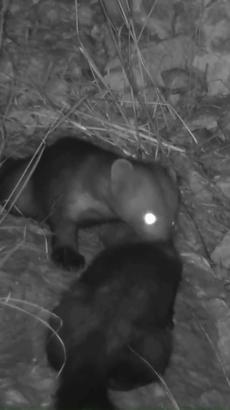 Hatay'da birbirlerini temizleyen sansarlar görüntülendi