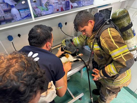 Yağmur suyu kanalına düşen köpek ile yangında mahsur kalan 2 kediyi itfaiye kurtardı