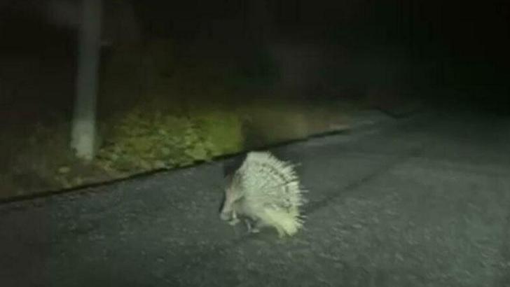 Aydın'da nesli tükenme altındaki oklu kirpi görüldü