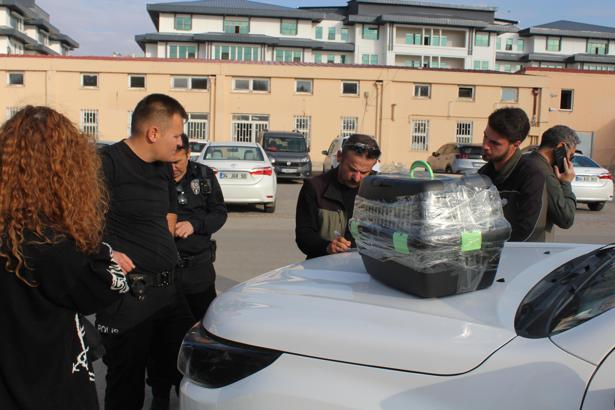 Nesli tehlike altındaki kara ayaklı gelinciği satmaya çalışırken yakalandı