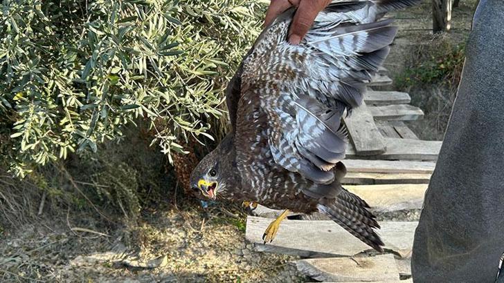 Yaralı şahin tedaviye alındı