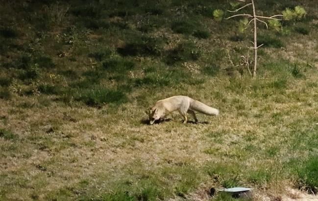 Bitlis'te kent merkezinde yiyecek arayan tilki kamerada