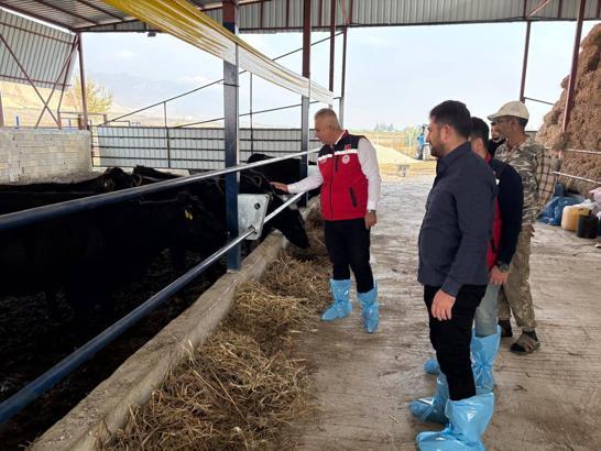Hatay’da hak sahiplerine damızlık hayvan dağıtımı başladı