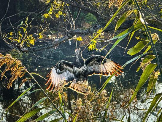 Gagasına olta takılı halde ağaca asılı kalan şahin kurtarıldı