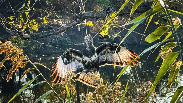 Gagasına olta takılı halde ağaca asılı kalan şahin kurtarıldı