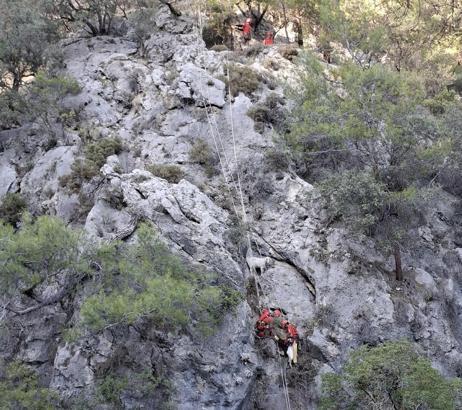 Fethiye'de kayalıkta mahsur kalan 4 keçiyi, AKUT kurtardı