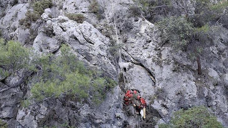 Fethiye'de kayalıkta mahsur kalan 4 keçiyi, AKUT kurtardı