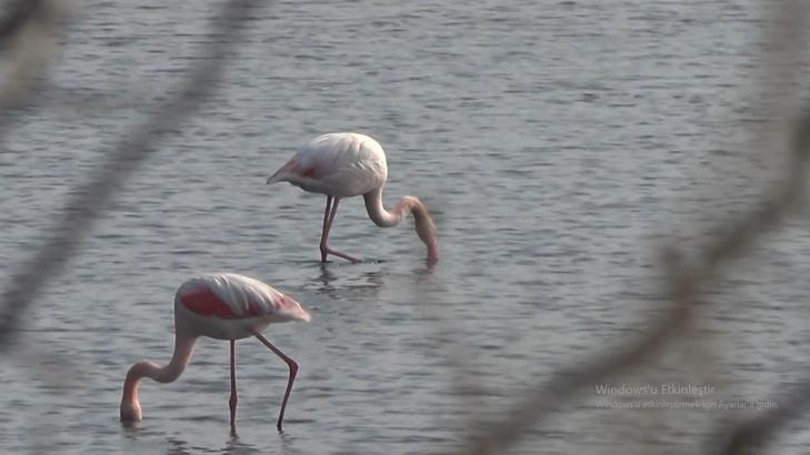 Hersek Lagünü'nün gözde misafirleri flamingolar