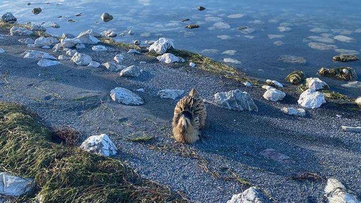 Eğirdir Gölü'nde yaralı bulunan Güney Amerika balabanı koruma altına alındı