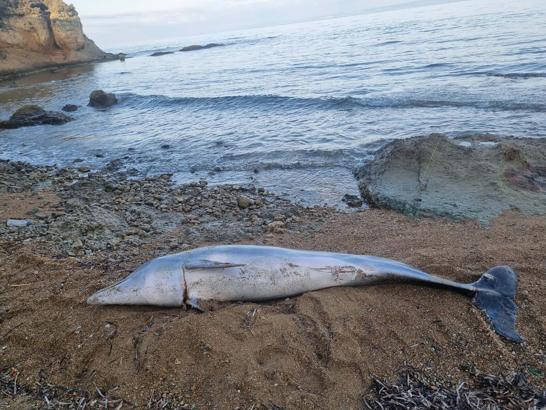 Çanakkale'de ölü yunus kıyıya vurdu
