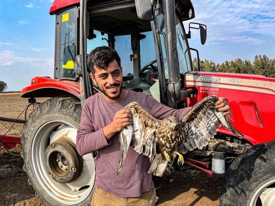 Tarlada yaralı halde bulunan şahin tedaviye alındı