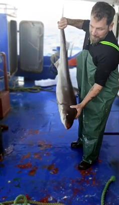 Balıkçı, ağına takılan camgöz köpek balığını yeniden suya bıraktı
