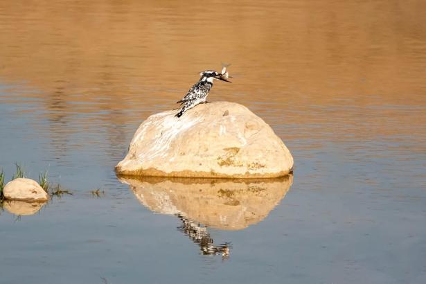 Adıyaman’da Alaca Yalıçapkını ilk kez görüntülendi
