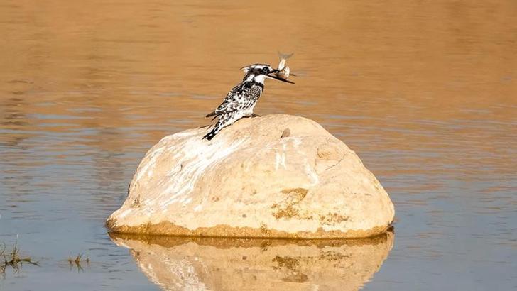 Adıyaman’da Alaca Yalıçapkını ilk kez görüntülendi
