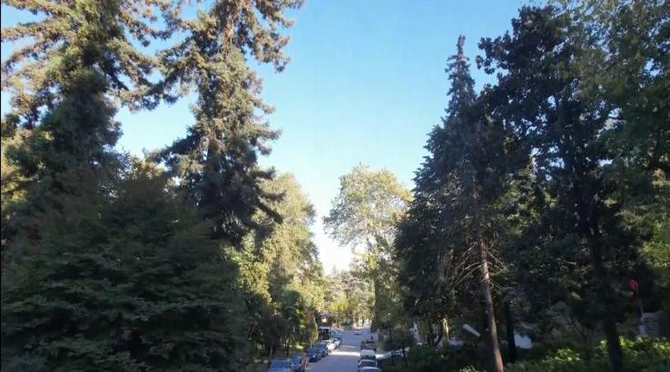 Atatürk'ün mirası 96 yıllık arboretum, ziyaretçilerini etkiliyor
