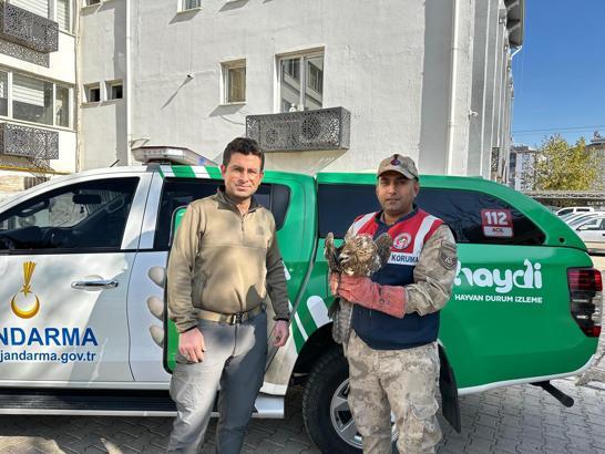 Kilis’te yaralı kızıl şahin bulundu