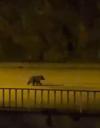 Caddede yavru bozayı görüntülendi