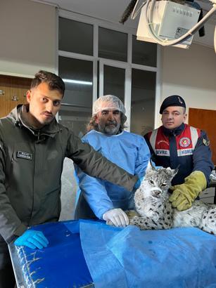 Van'da bulunan vaşak tedaviye alındı