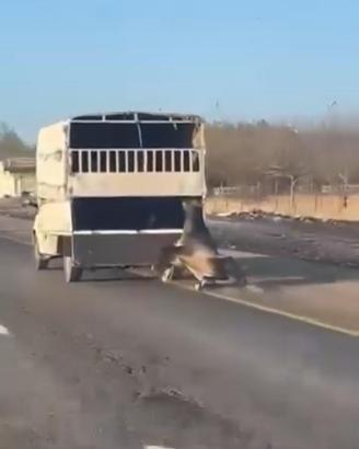 Kamyonetin arkasına bağladığı atı dakikalarca sürükledi; o anlar kamerada