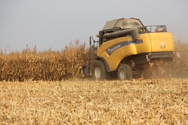 Mardin Ovası'nda mısır hasadı başladı; 2 milyon ton rekolte bekleniyor