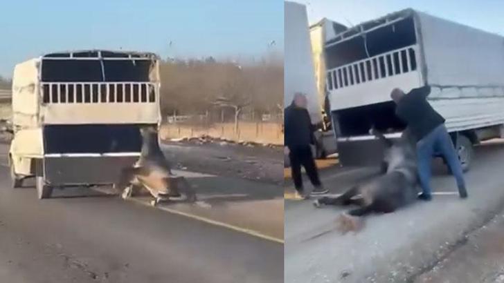 Kamyonetin arkasında dakikalarca sürüklenen atın durumu iyi