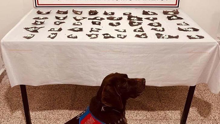 Van'da hap kapsüllerinin içine gizlenmiş bonzai ele geçirildi