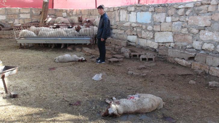 Köye inen kurt, ağıldaki 5 koyuna saldırdı; 3'ü öldü