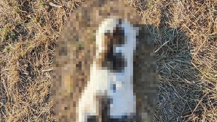 Mersin'de kedinin işkenceyle öldürüldüğü iddiasına soruşturma