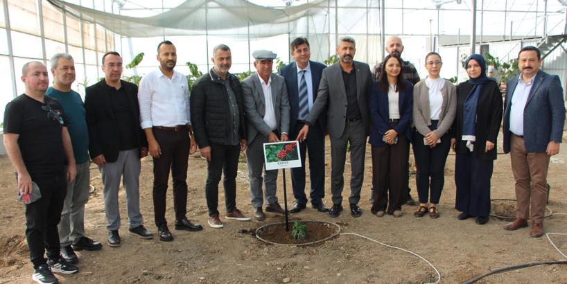 Deneme amaçlı kahve fidanı dikildi