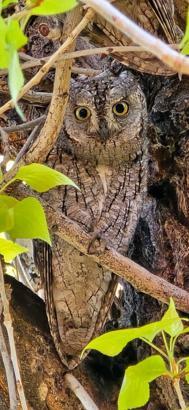 Doğa fotoğrafçısı Zariç, Van'da ishak kuşunu görüntüledi
