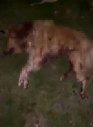 Samsun’da 9 köpek tabanca ile vurularak öldürüldü, Valilik açıklama yaptı