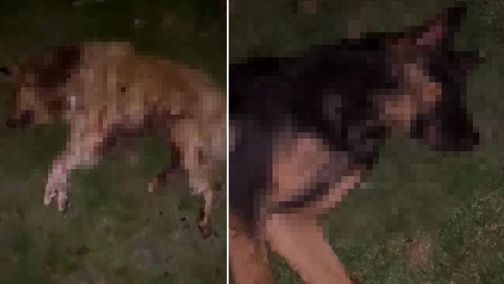 Samsun’da 9 köpek tabanca ile vurularak öldürüldü, Valilik açıklama yaptı