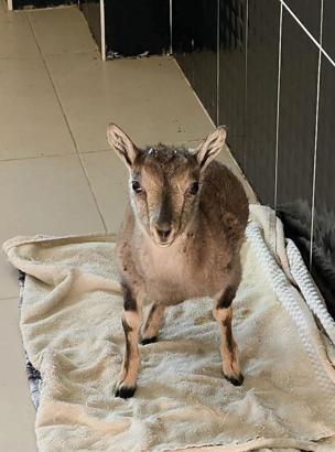 Kars'taki merkezde 4 bin 500 yaban hayvanı tedavi edildi