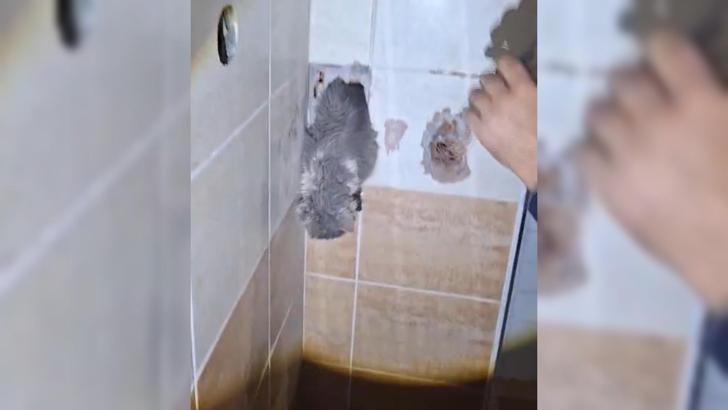 Malatya'da havalandırma boşluğuna düşen kediyi itfaiye kurtardı