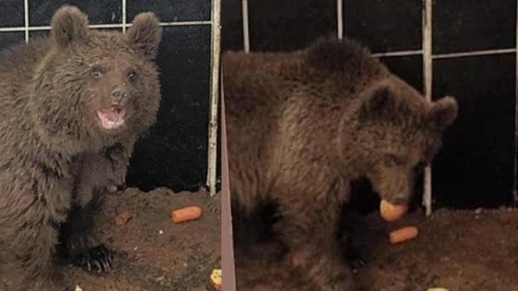 Bitkin halde bulunan yavru ayıya özel bakım