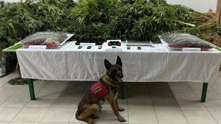 Çiftlikte uyuşturucu bulunmasında sahibi avukat beraat etti, kiracı ceza aldı