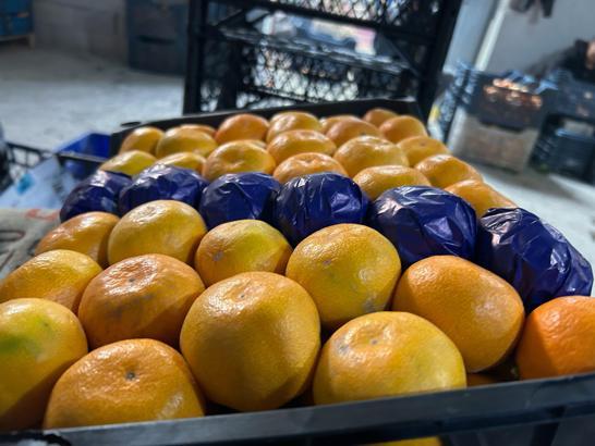 Hatay'da dalında kalan mandalinadan meyve suyu üretilecek