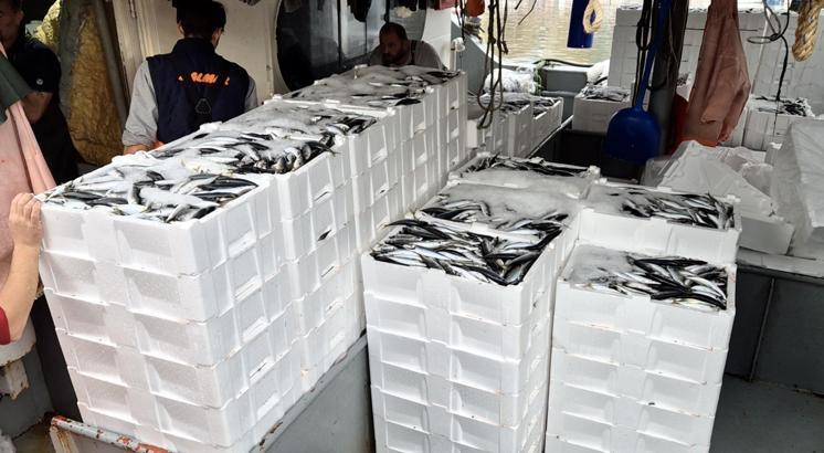 Marmara'da lodos dindi; Tekirdağlı balıkçılar, 600 kasa balık avladı