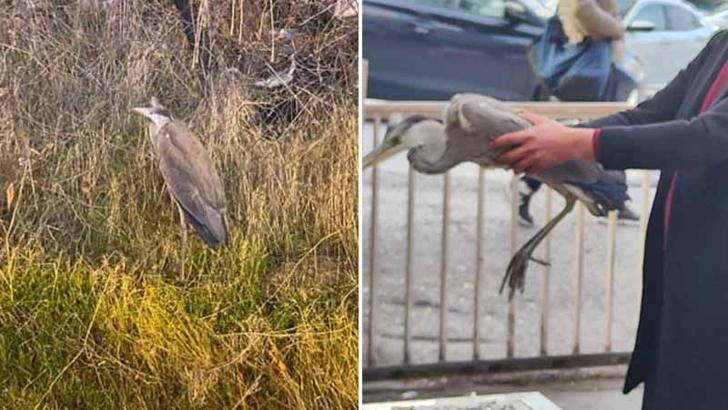 Ankara'da bitkin bulunan gri balıkçıl bakıma alındı