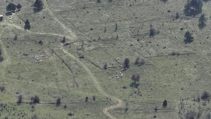Bolu'da kaybolan küçükbaşlar, dronla bulundu