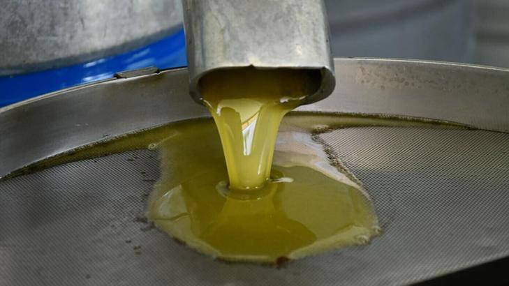 Kuşadası'nda 'memecik' zeytinlerinde sezonun ilk sıkımı başladı