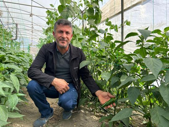 ‘En acı biber’in hasat zamanı
