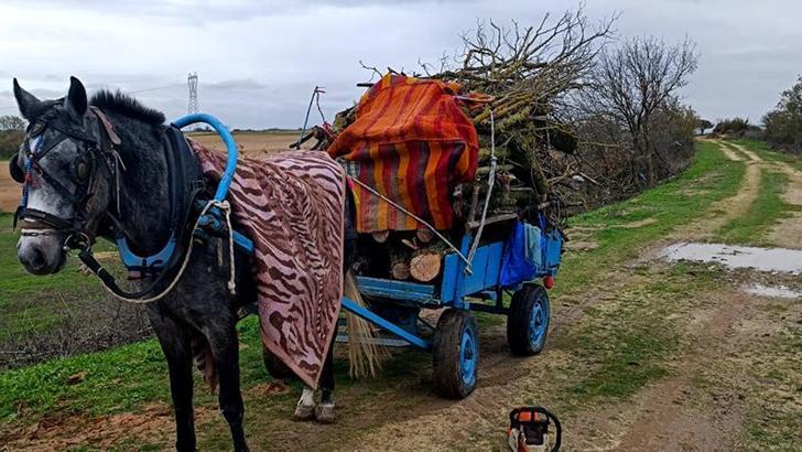 Meradan izinsiz ağaç kesen 2 şüpheli gözaltına alındı