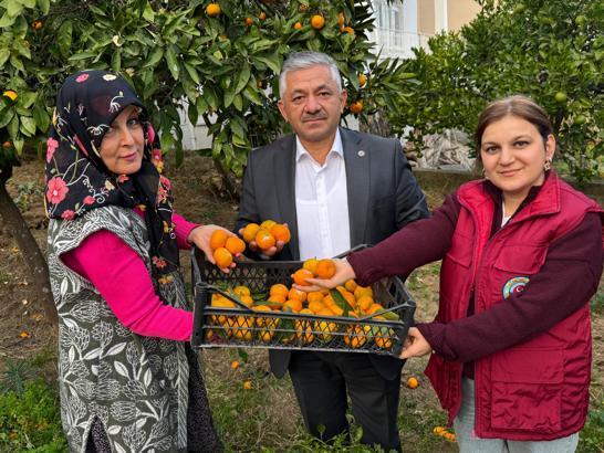 Ordu’da narenciye hasadı başladı